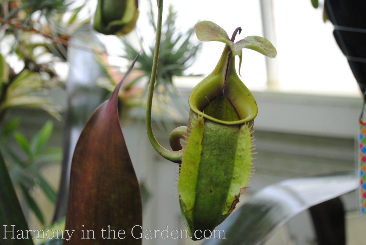 freaky creepy plants