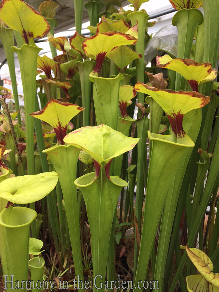 Freaky, Creepy Plants for Halloween - Harmony in the Garden