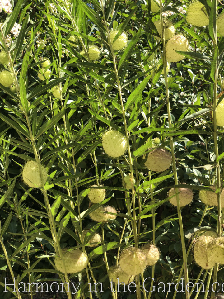 freaky creepy plants