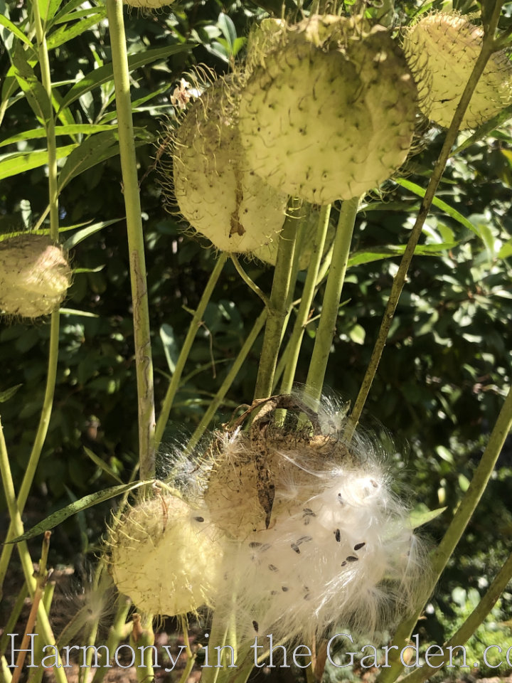 freaky creepy plants