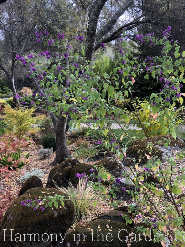 Four Seasons of Salvias - Lavender Lace