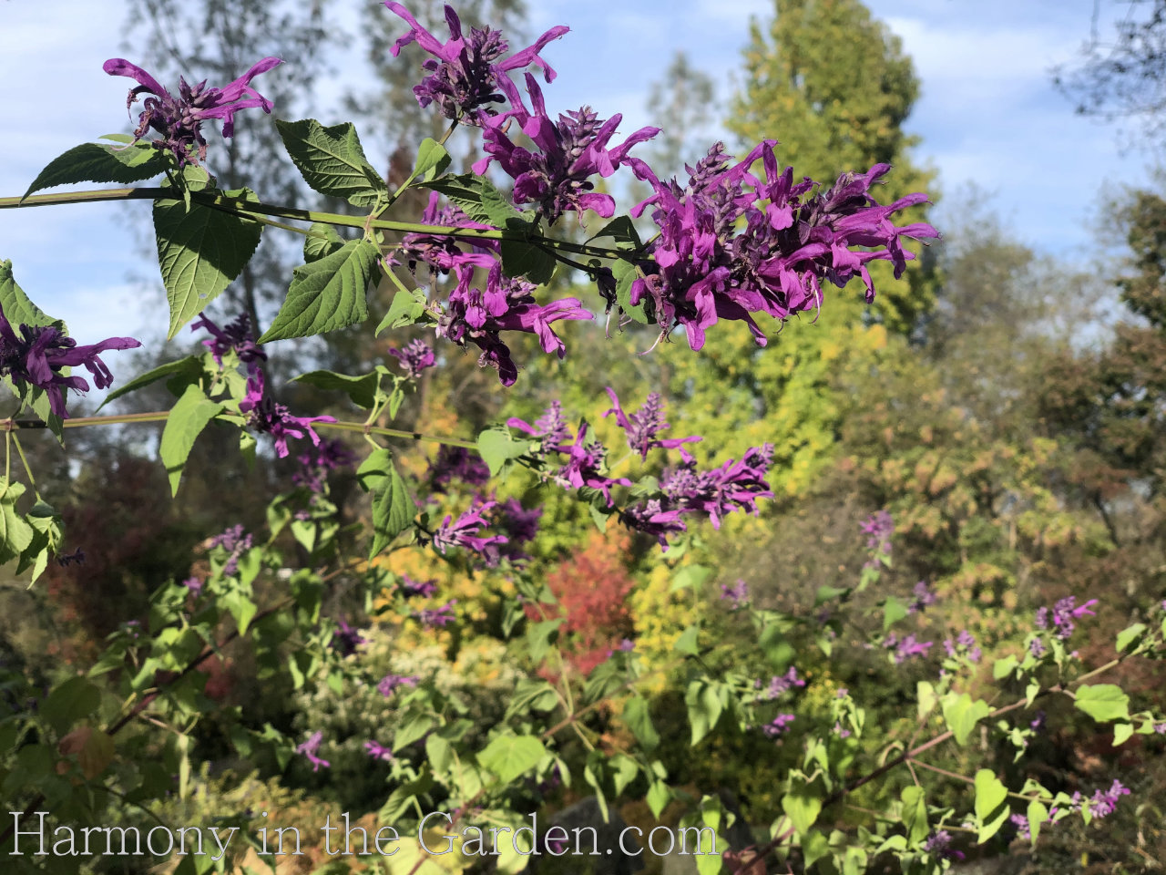 Four Seasons of Salvias - Lavender Lace