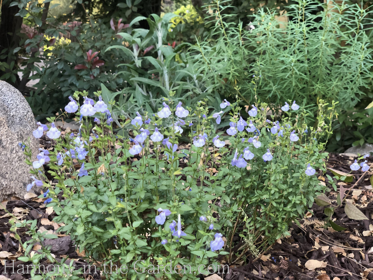 Salvia 'Elk Blue Moon'