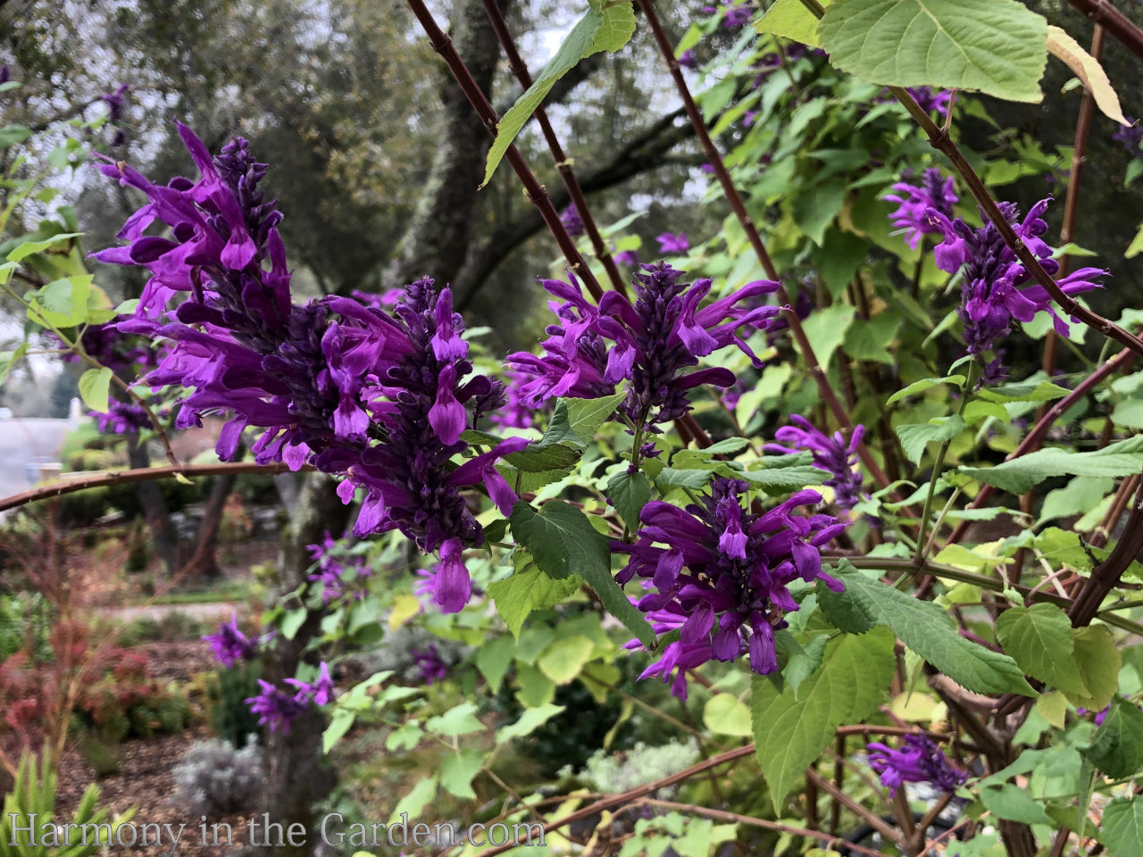 Salvia 'Lavender Lace'