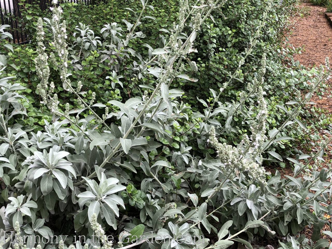 salvia apiana - white sage