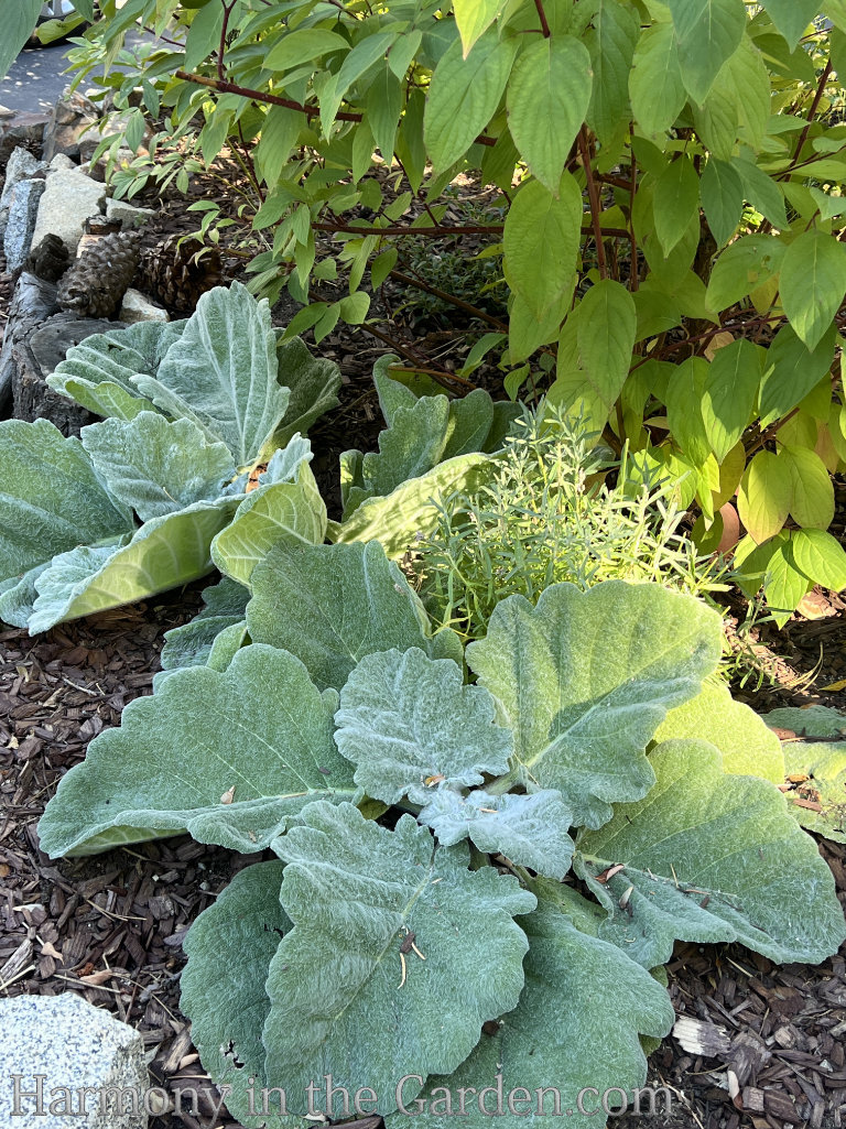 salvias in the garden