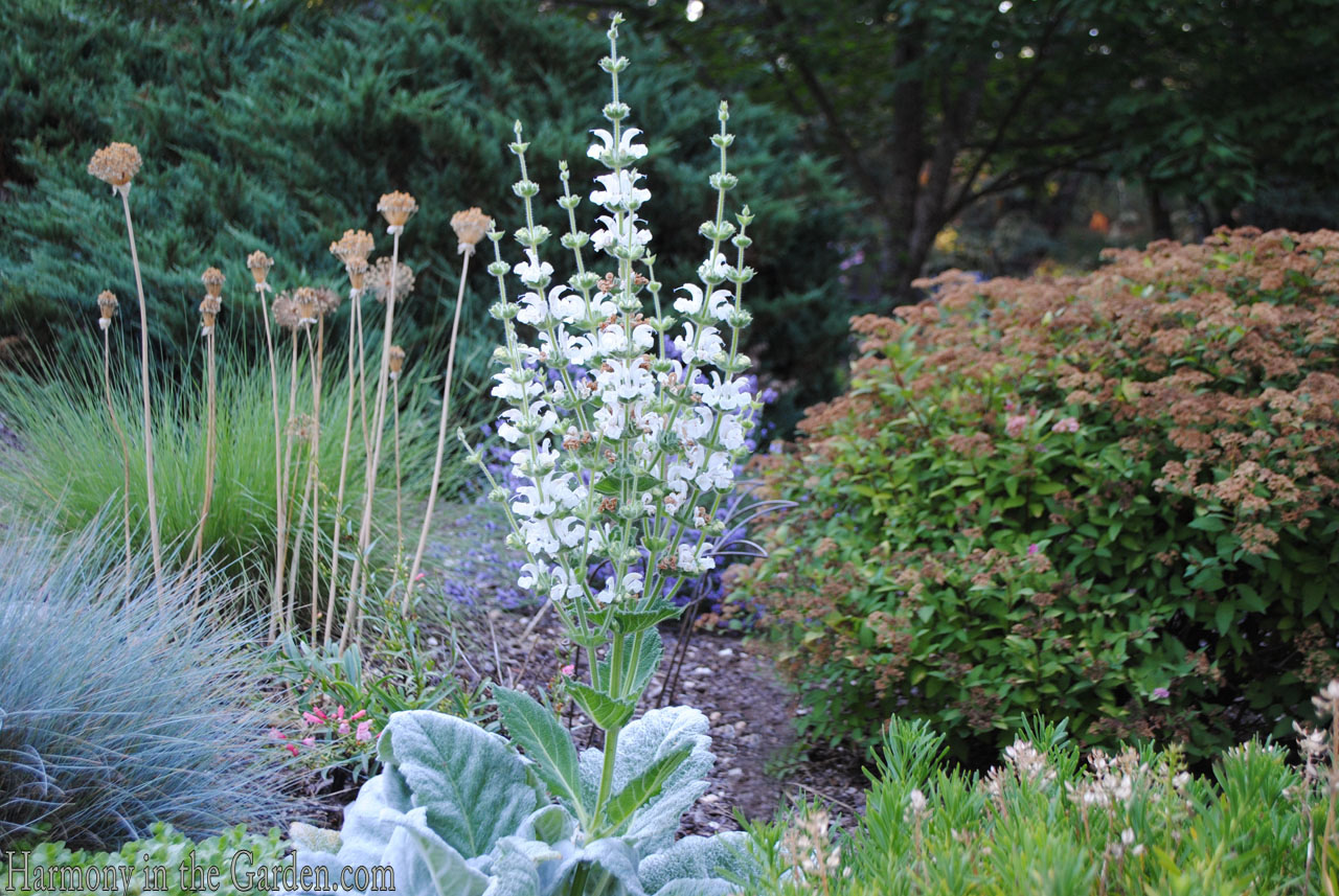 Four Seasons of Salvias