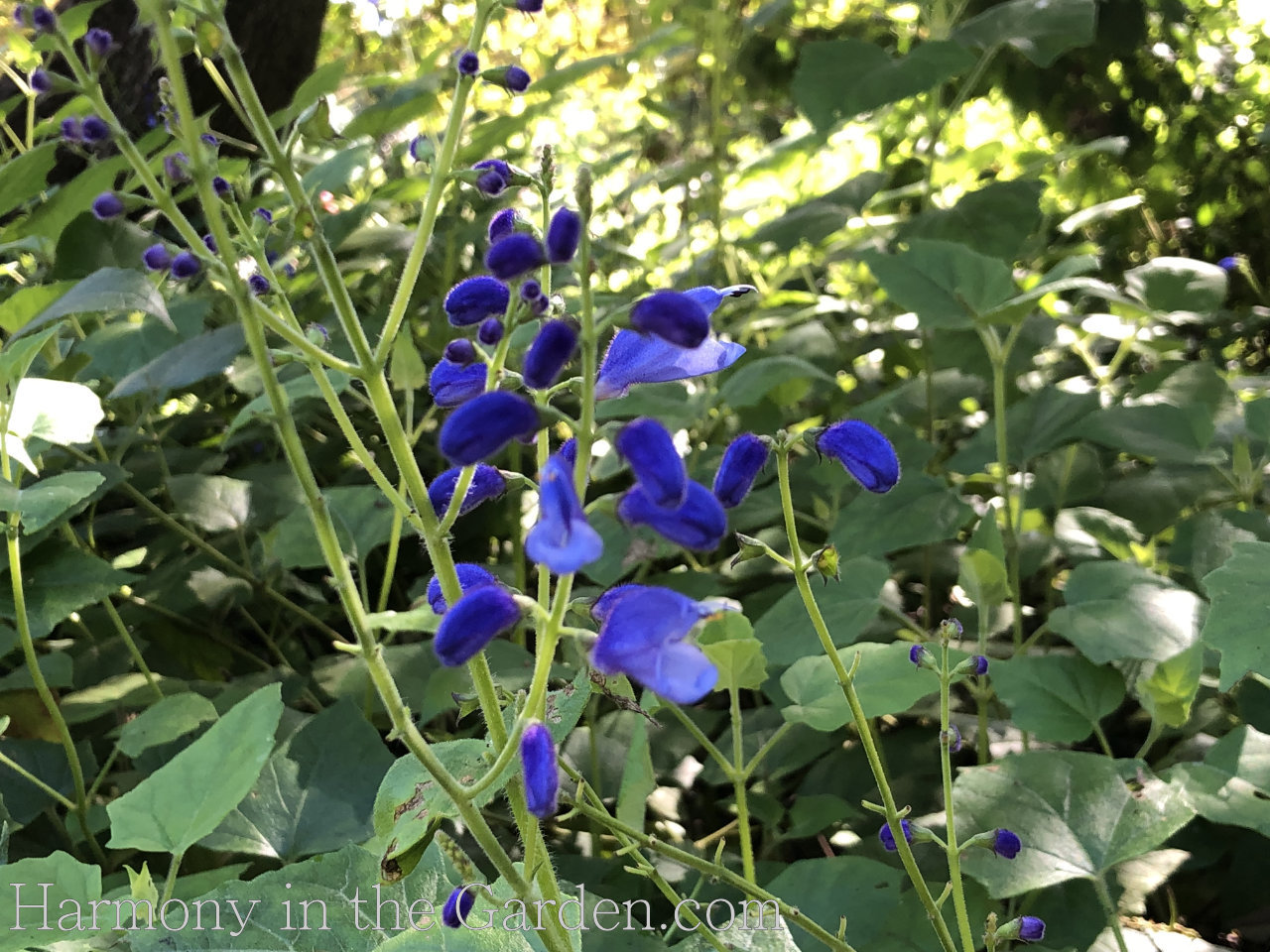 Salvia cacaliaefolia