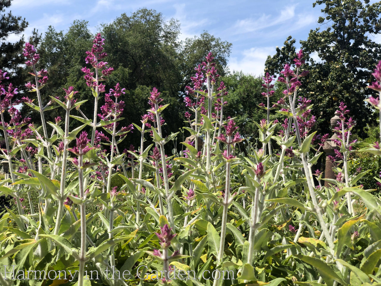 Four Seasons of Salvias