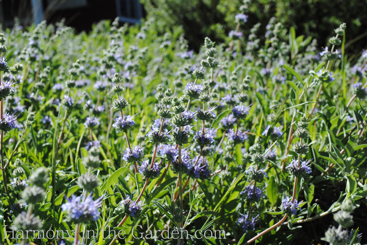 Salvia clevelandia 'Winifred Gilman'