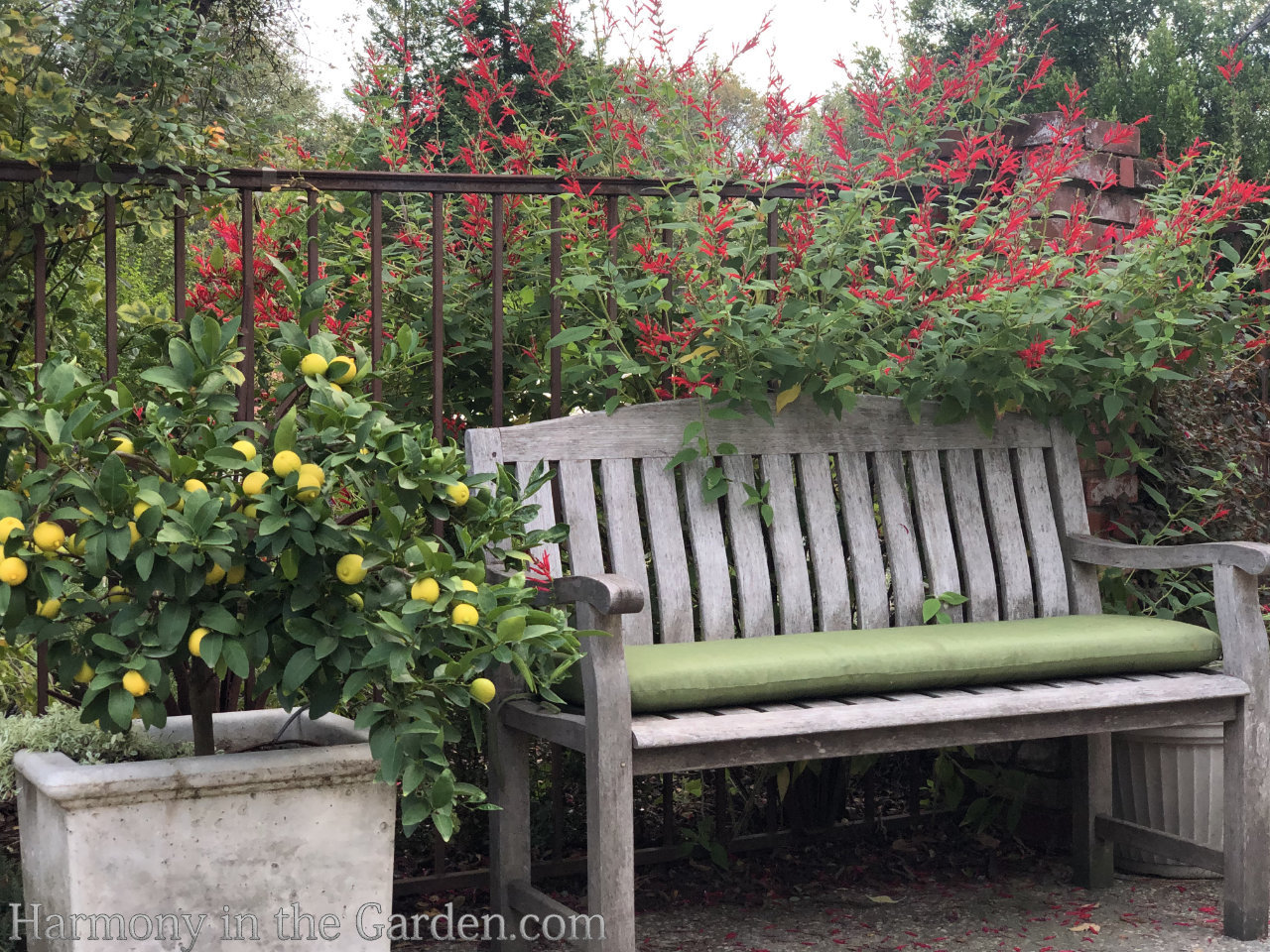 Salvia elegans and 'Bearrs' limetree