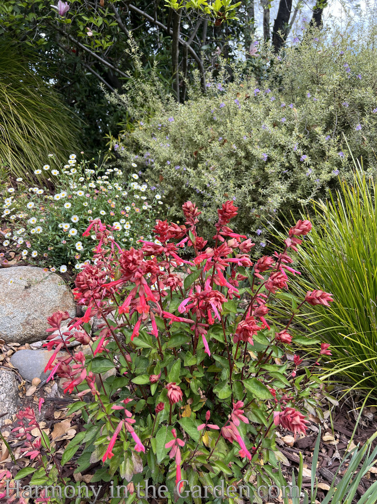 salvias