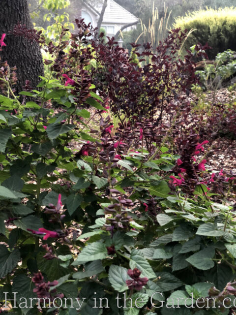 Four Seasons of Salvias - Harmony in the Garden