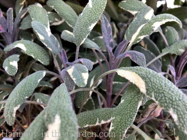 Four Seasons of Salvias: Year-Round Color in My Garden