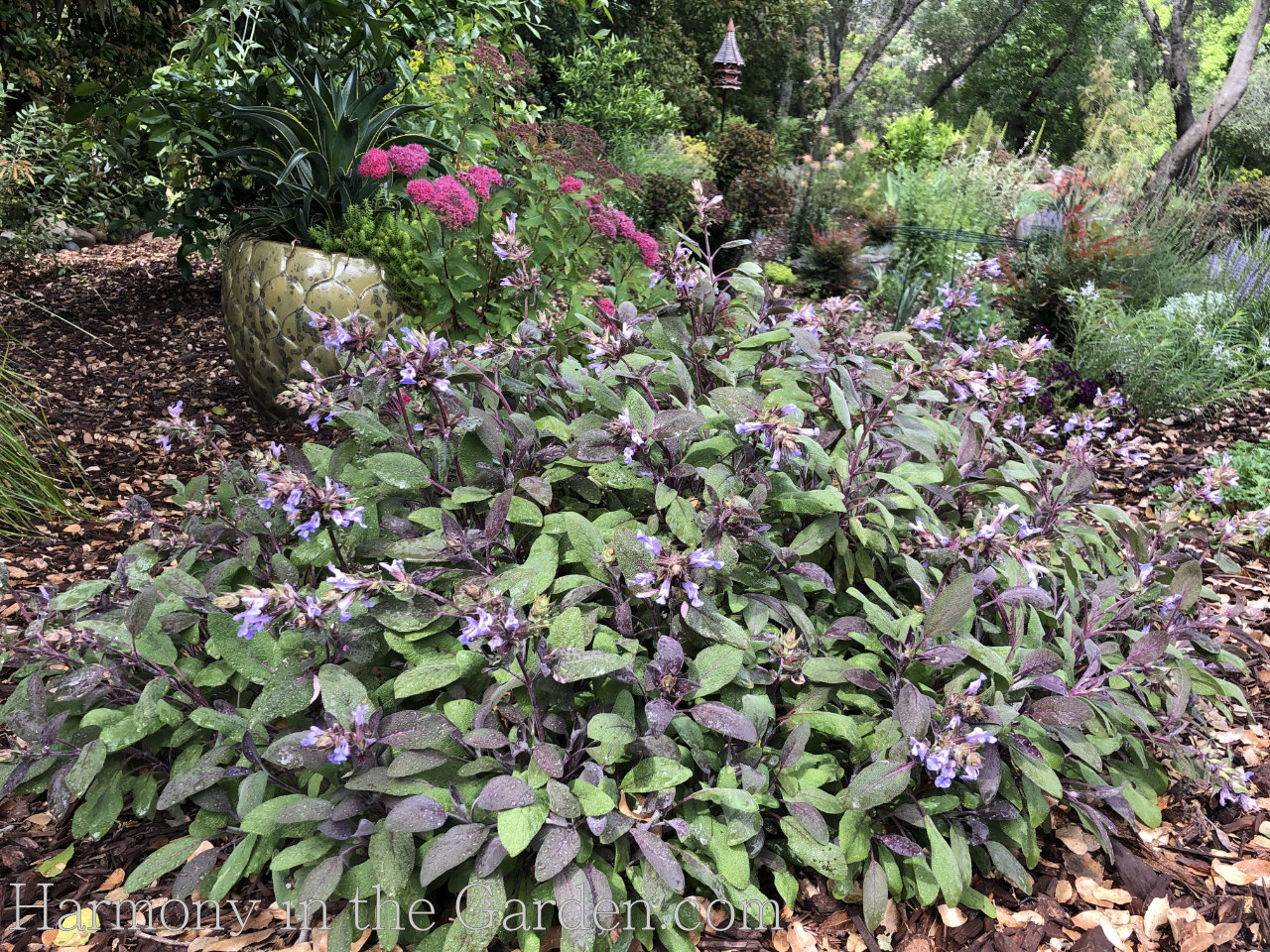 Four Seasons of Salvias - Salvia purpurea