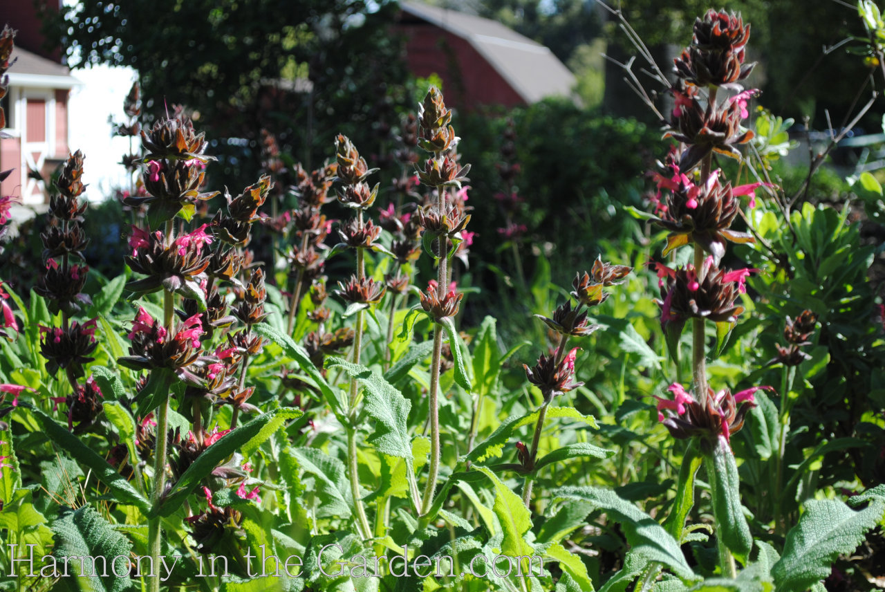 Four Seasons of Salvias