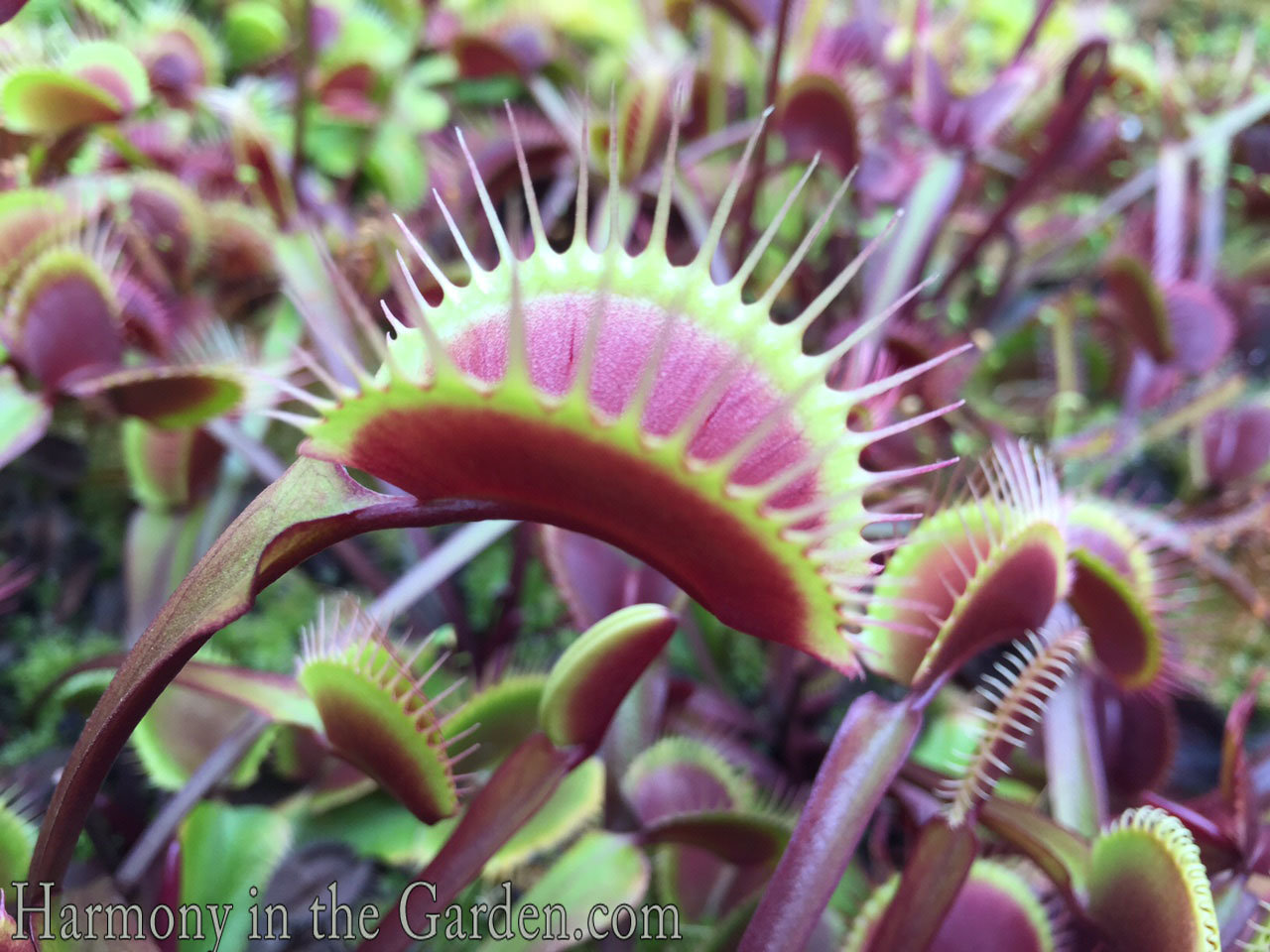 freaky creepy plants