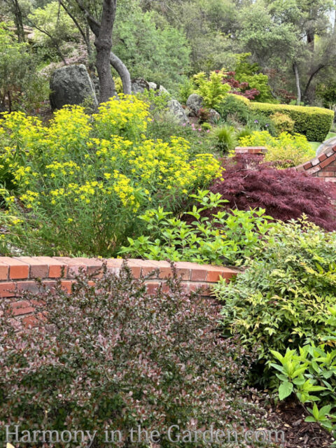 Euphorbia Euphoria Harmony In The Garden