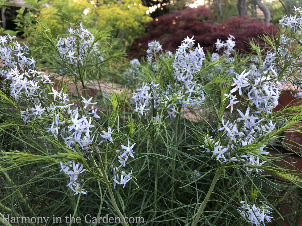 Creating a rain garden