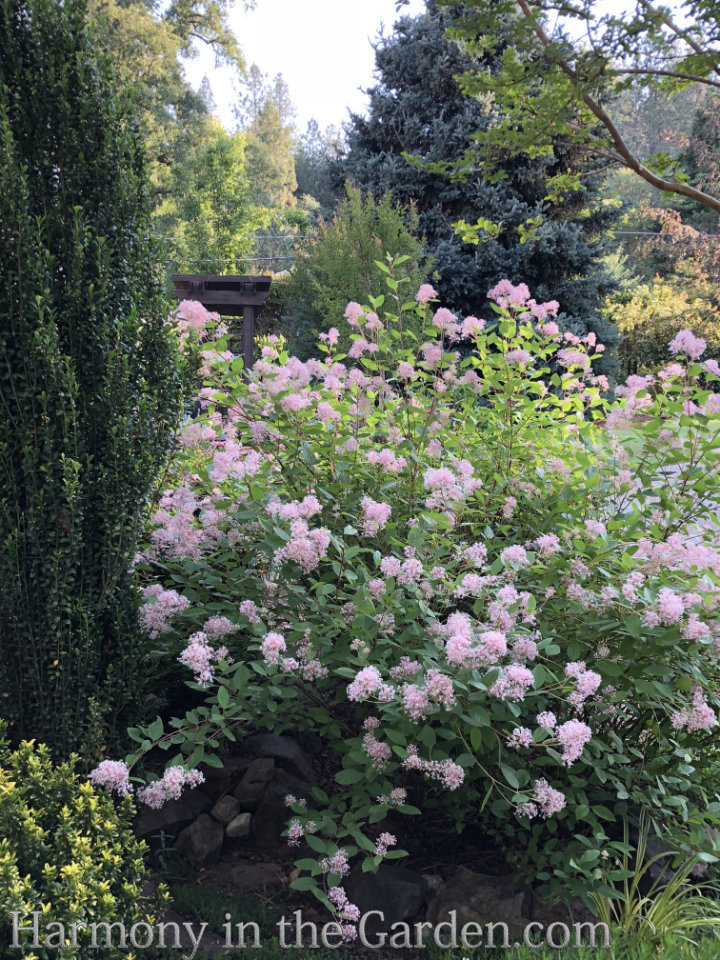 ceanothus 'Marie Simon'