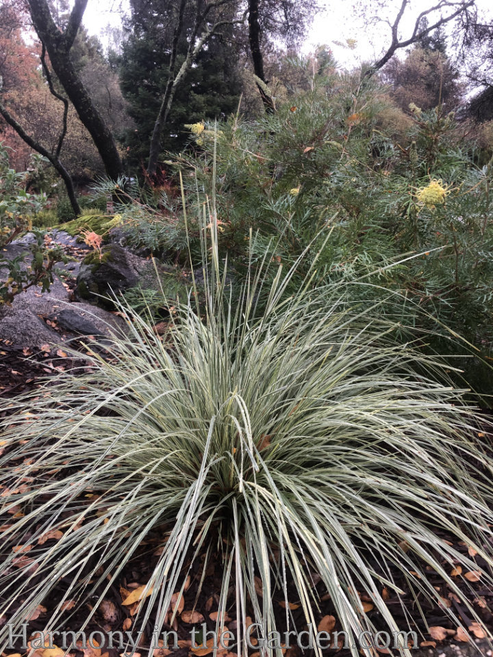 december garden rockstars