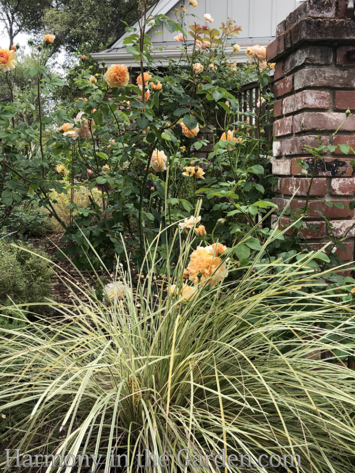 Rosa 'Port Sunlight' with lomandra 'Platinum Beauty'