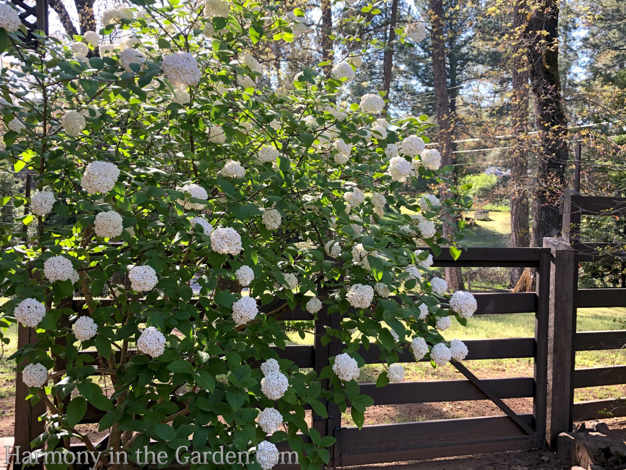 ball-shaped flower