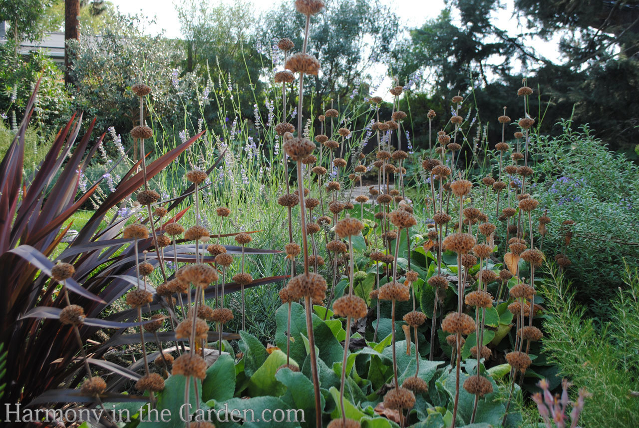 phlomis russelliana seedheads