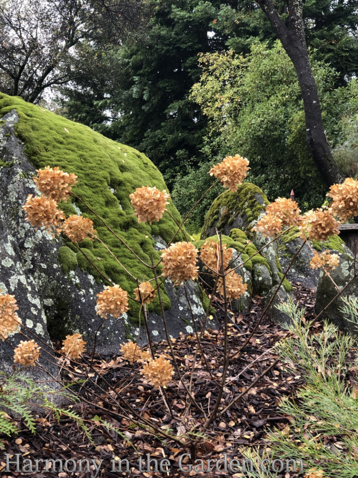 creating winter interest garden