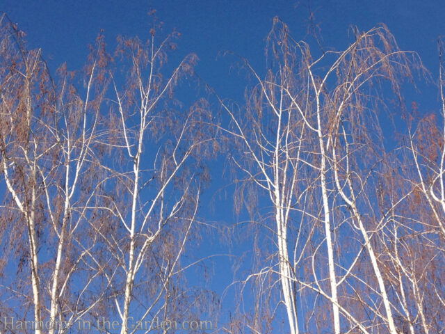 Creating Winter Interest in the Garden - Part 2 - Harmony in the Garden