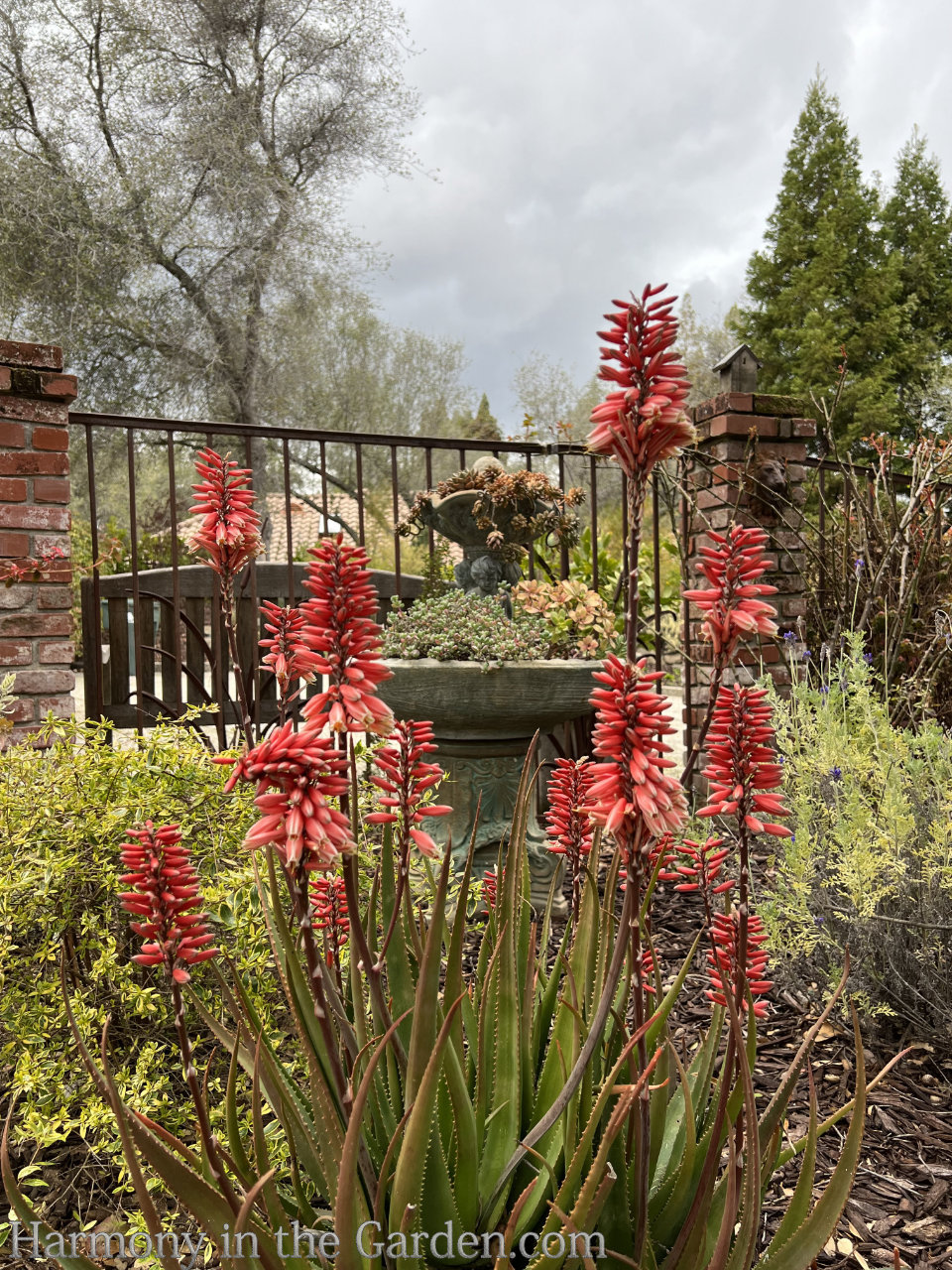 late winter flowers