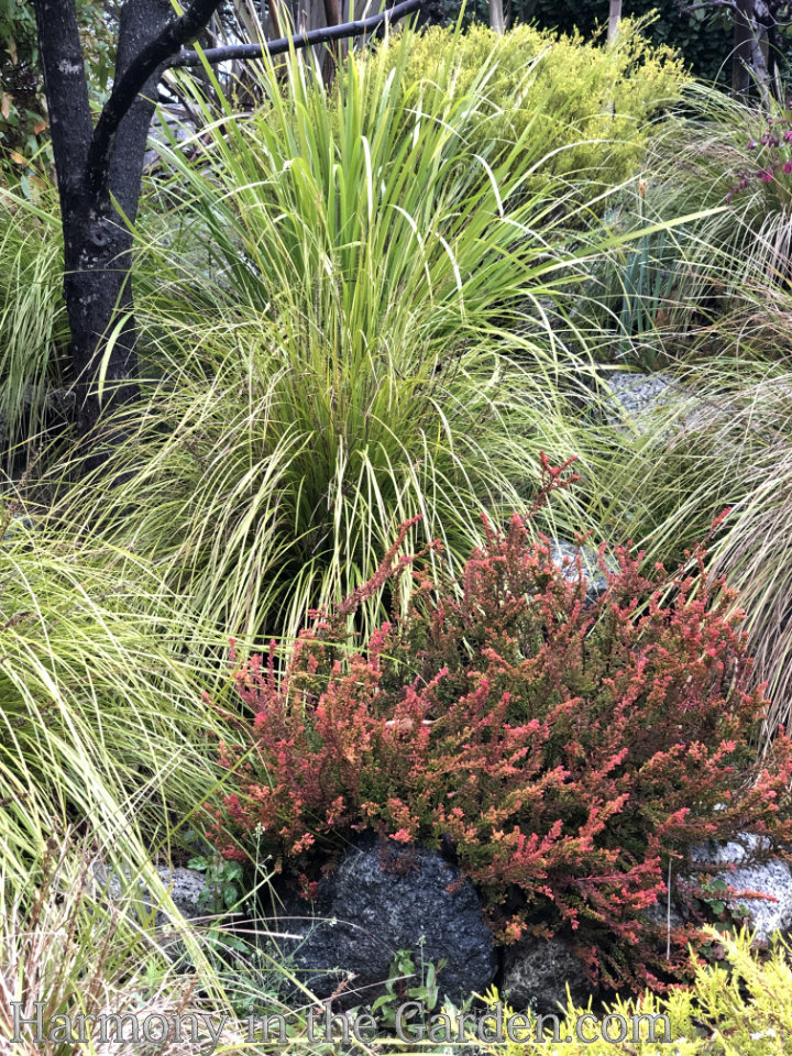 late winter flowers