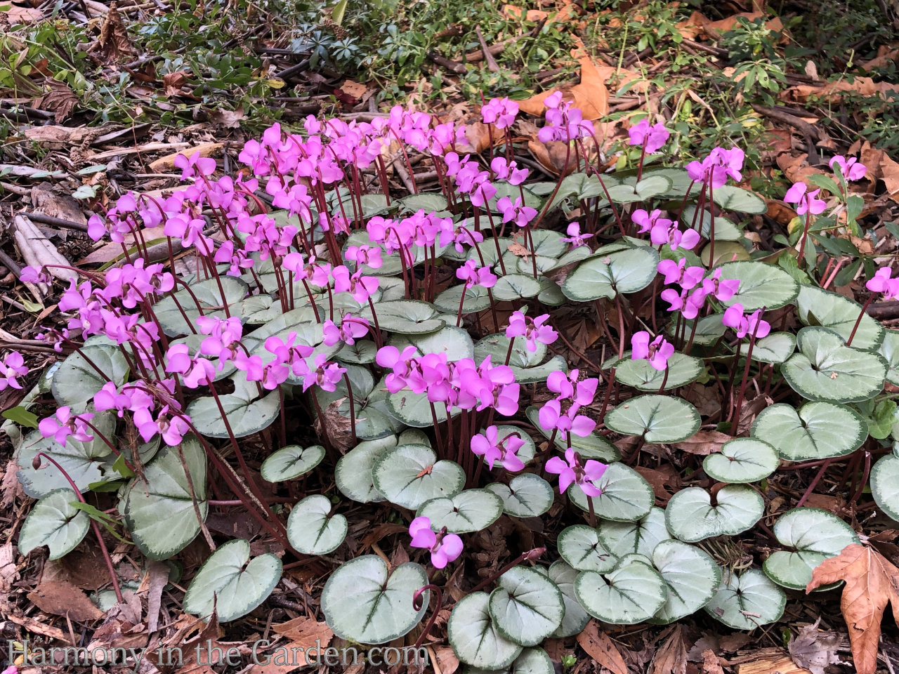 Winter Flowers and Plants