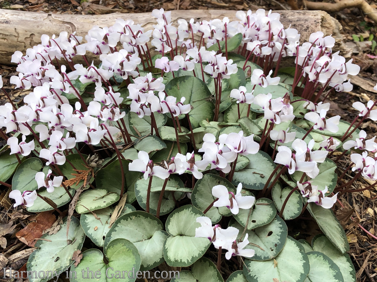 late winter flowers