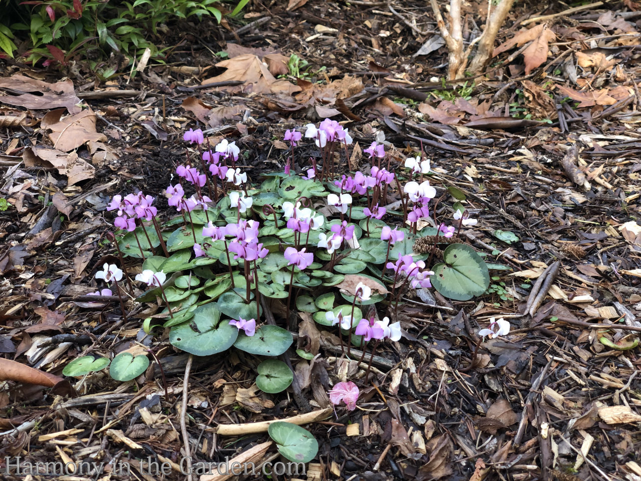 late winter flowers