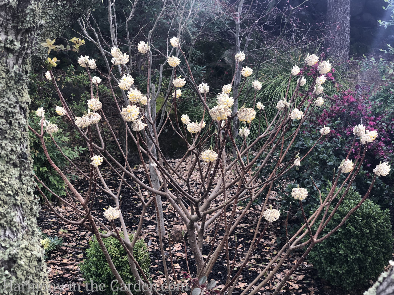 Favorite late winter flowers