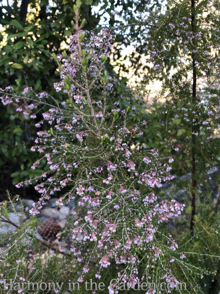 late winter flowers