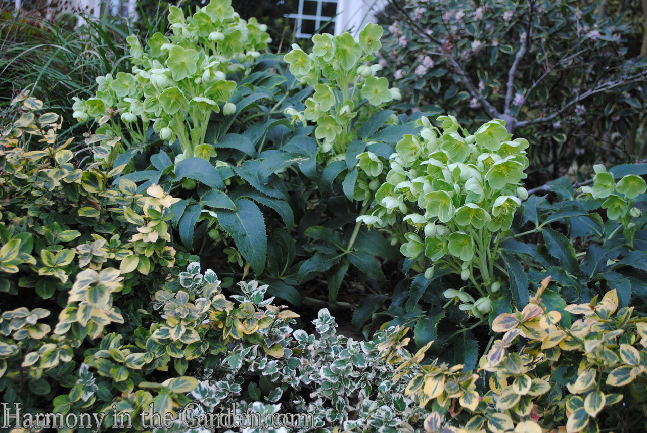 corsican hellebore - late winter flowers