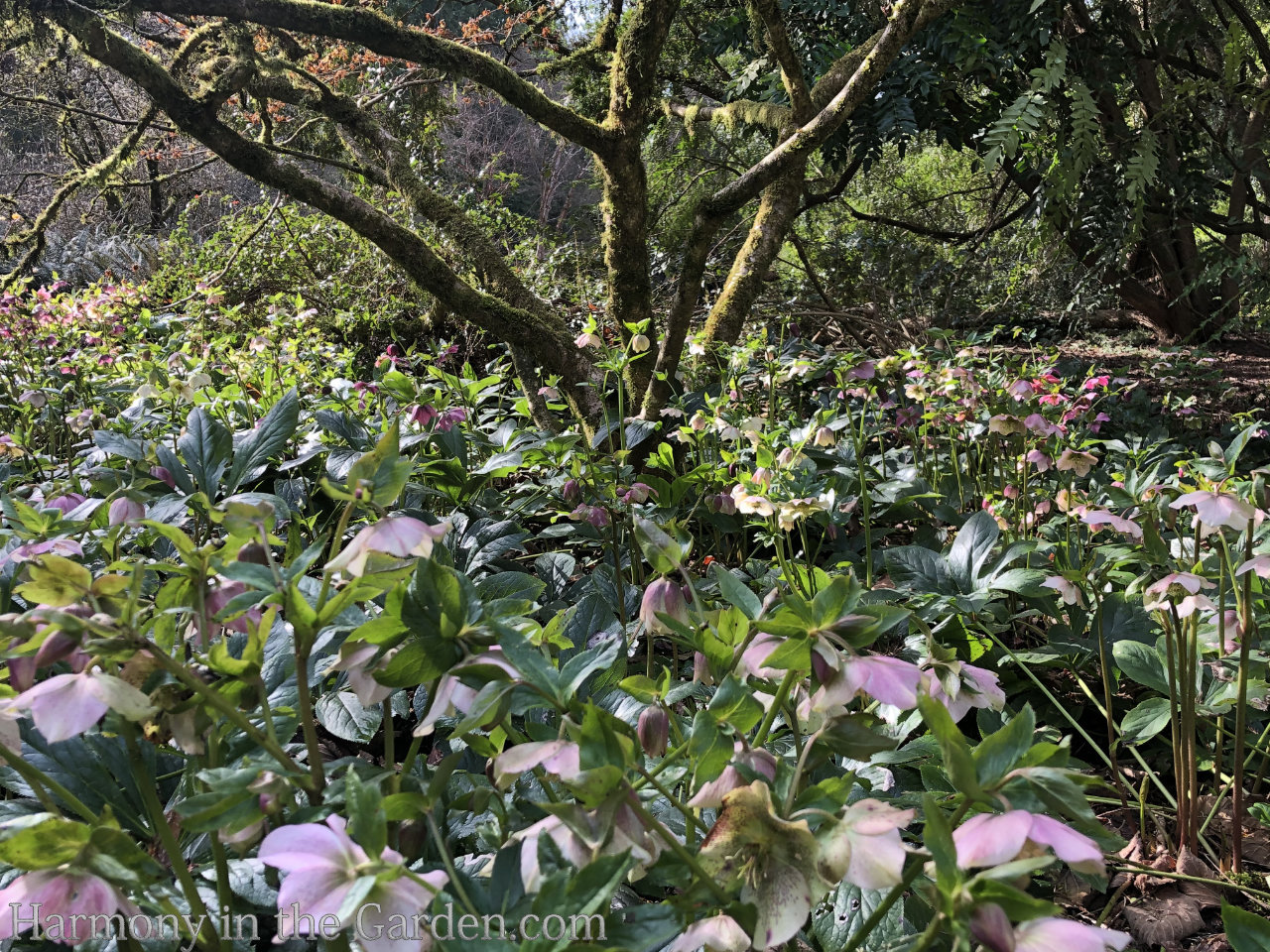 Favorite late winter flowers