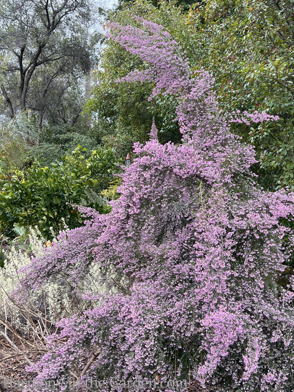 late winter flowers