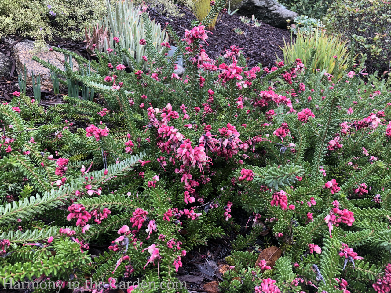 late winter flowers