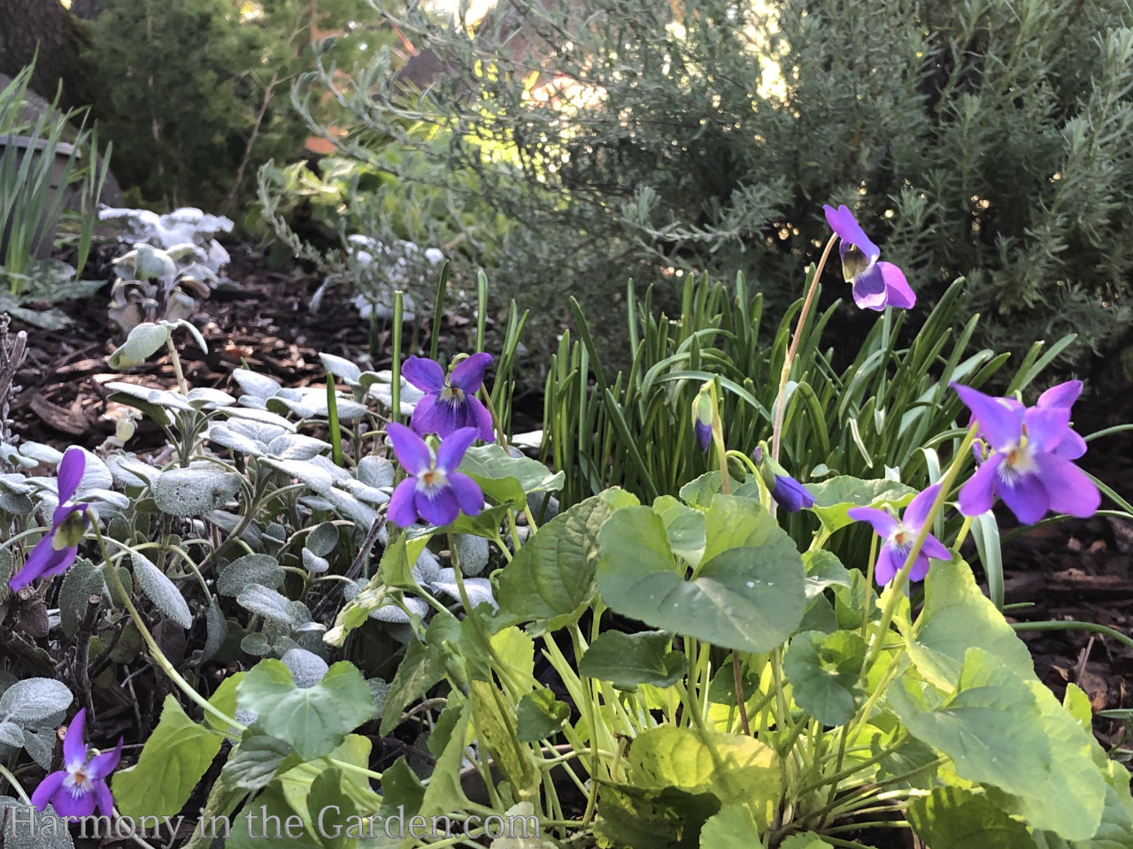 Favorite late winter flowers