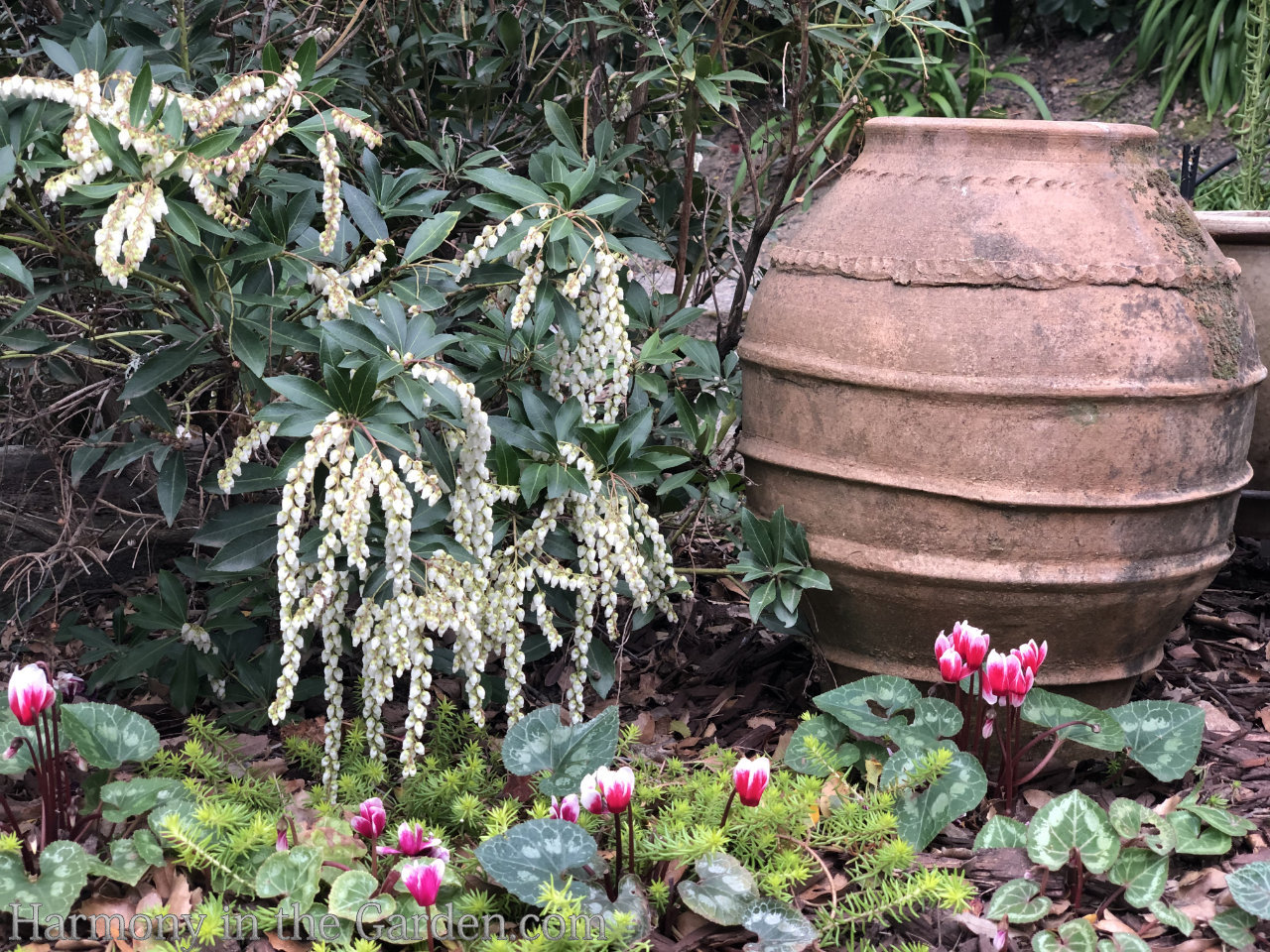 late winter flowers