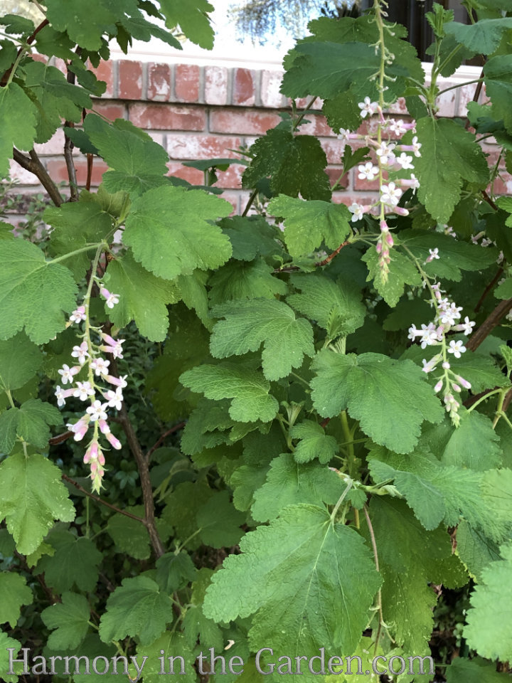 late winter flowers