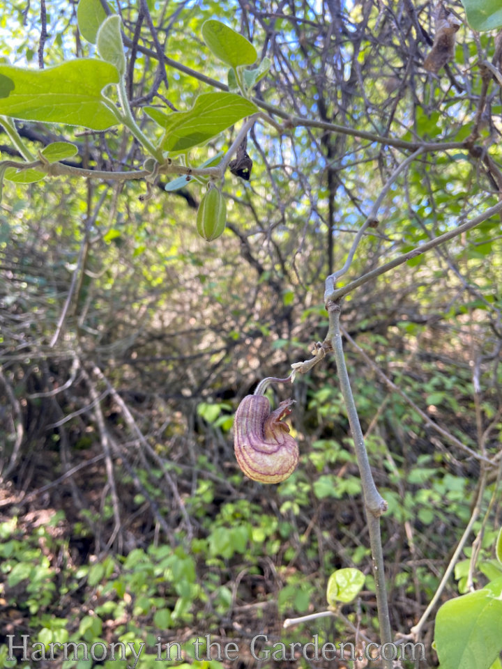 Dutchman's Pipevine