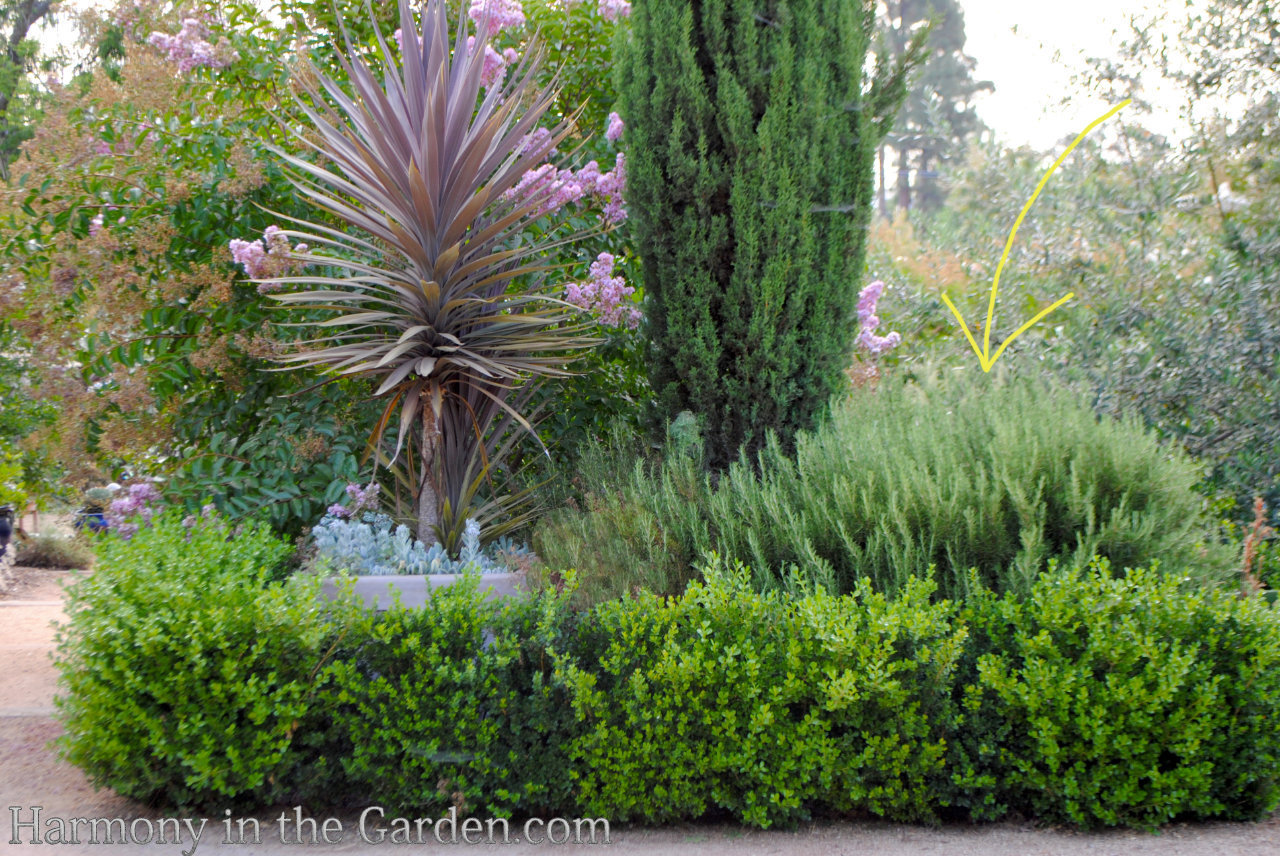 rosemary in the garden