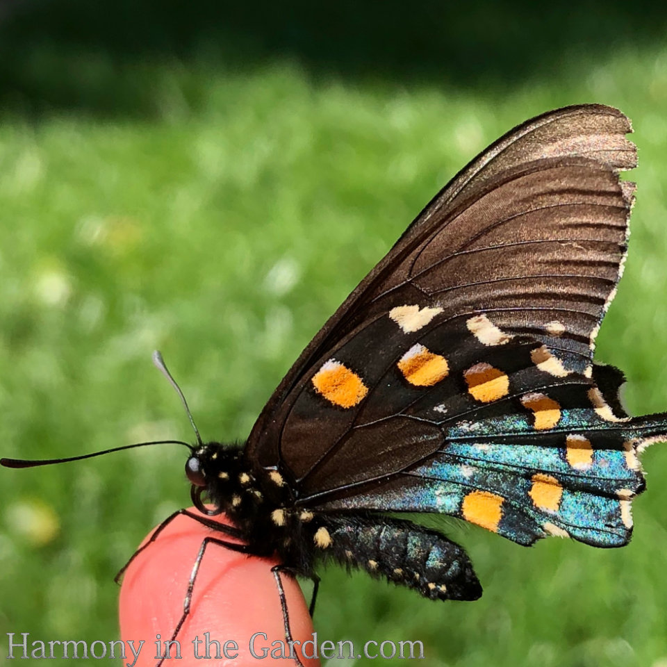 flowering quince and pipevine swallowtails