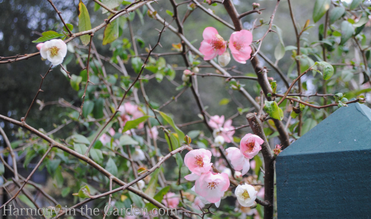 Flowering quince