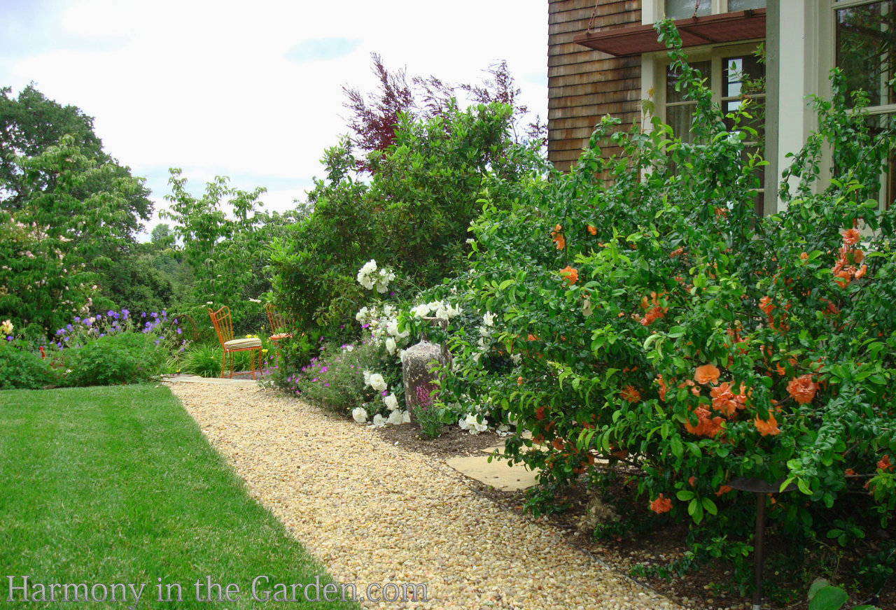 flowering quince and pipevine swallowtails