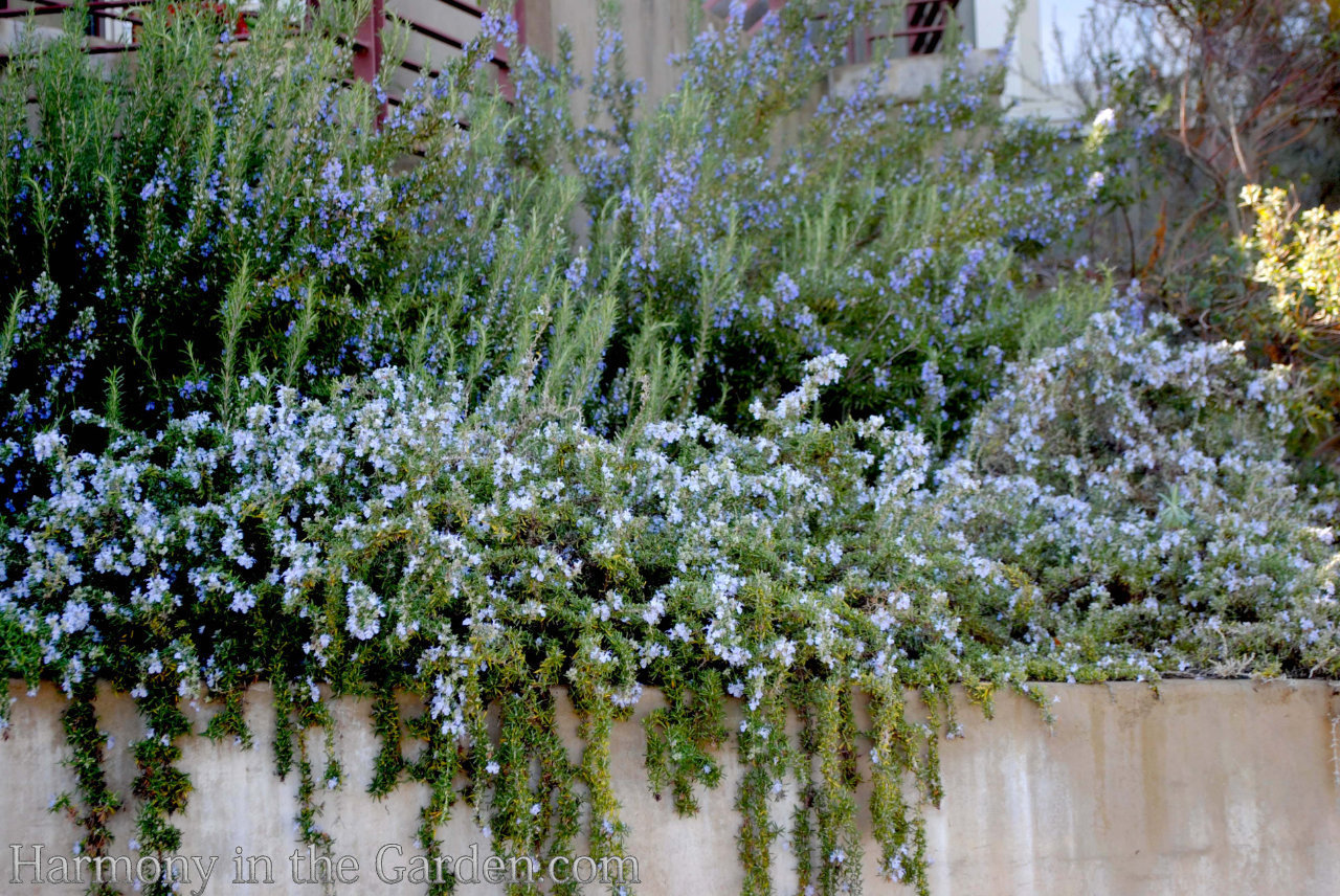 creeping rosemary